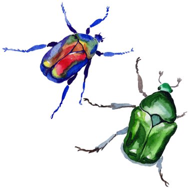 Egzotik böceği bronzovka vahşi böcek izole bir suluboya tarzında.