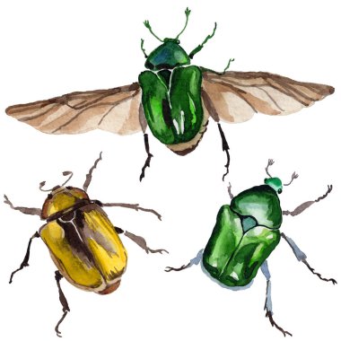 Egzotik böceği bronzovka vahşi böcek izole bir suluboya tarzında.