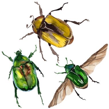 Egzotik böceği bronzovka vahşi böcek izole bir suluboya tarzında.