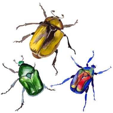 Egzotik böceği bronzovka vahşi böcek izole bir suluboya tarzında.