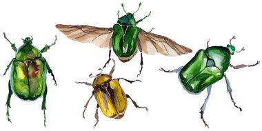 Egzotik böceği bronzovka vahşi böcek izole bir suluboya tarzında.