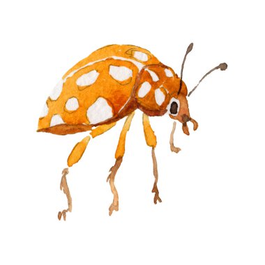 Egzotik uğur böceği vahşi böcek izole bir suluboya tarzında.