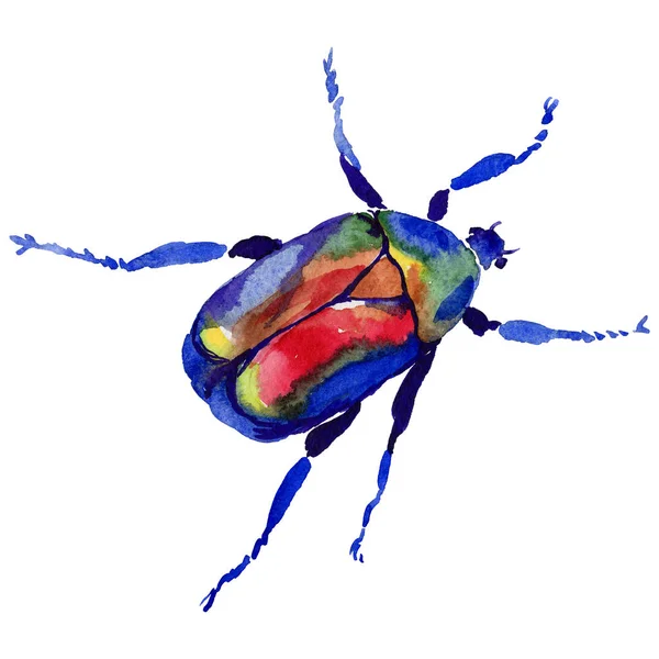 Exotic beetle bronzovka wild insect in a watercolor style isolated. — Stock Photo, Image