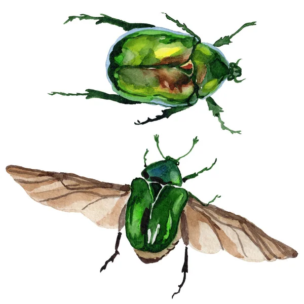 Egzotik böceği bronzovka vahşi böcek izole bir suluboya tarzında.