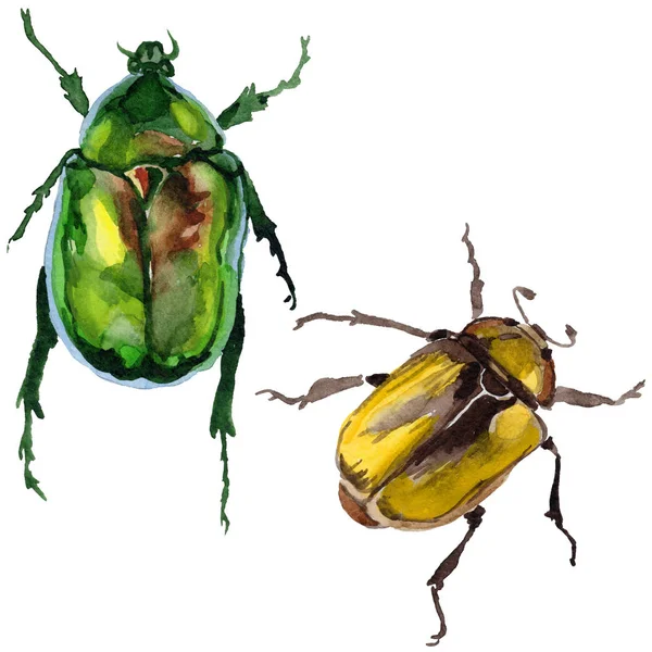Екзотичні жуки бронзові дикі комахи в акварельному стилі ізольовані . — стокове фото