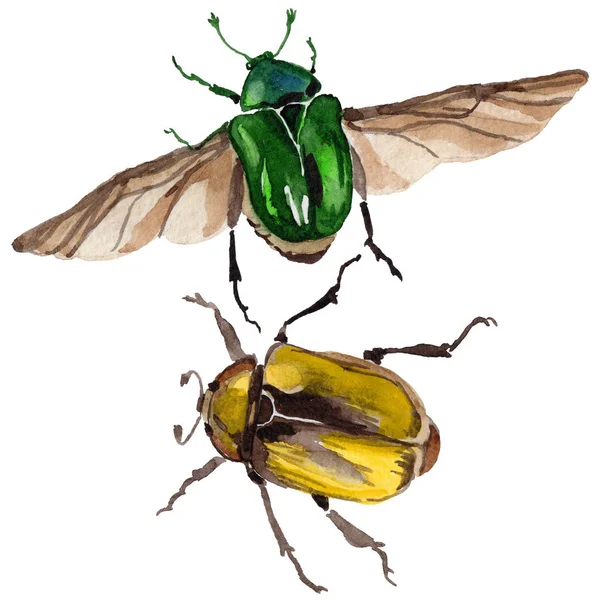 Экзотическое жуковое бронзовое насекомое в изолированном акварельном стиле . — стоковое фото