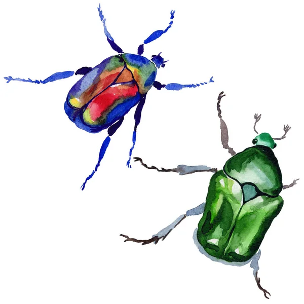 Egzotik böceği bronzovka vahşi böcek izole bir suluboya tarzında.