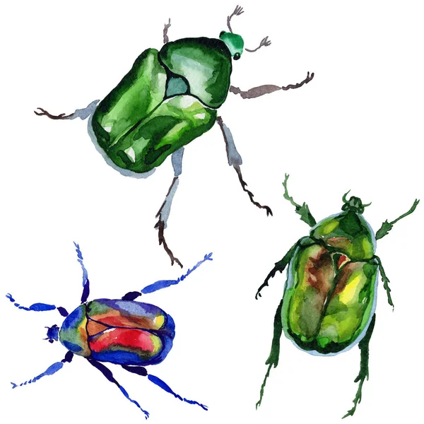 Egzotik böceği bronzovka vahşi böcek izole bir suluboya tarzında.