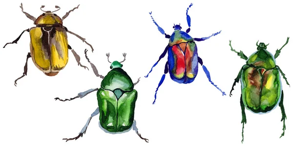 Escarabajo exótico bronzovka insecto salvaje en un estilo de acuarela aislado . — Foto de Stock