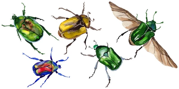 Exotické brouk bronzovka divoký hmyz ve stylu akvarelu, samostatný. — Stock fotografie