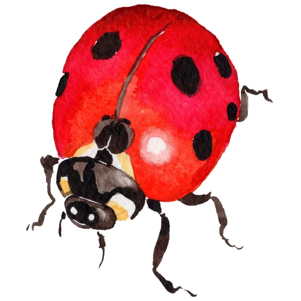 Exotic ladybug wild insect in a watercolor style isolated. — Stock Photo, Image