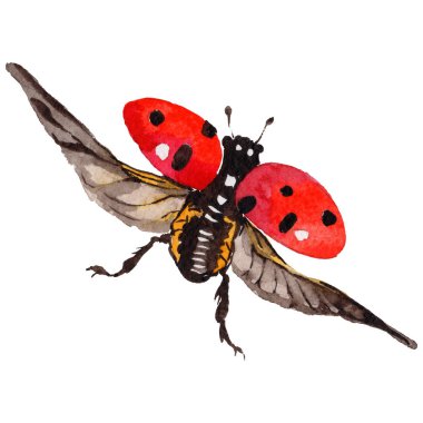 Egzotik uğur böceği vahşi böcek izole bir suluboya tarzında.