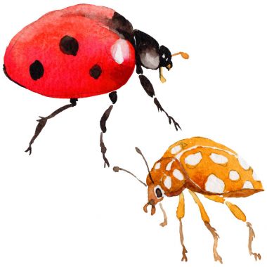 Egzotik uğur böceği vahşi böcek izole bir suluboya tarzında.