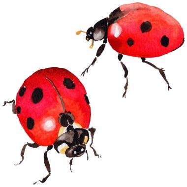 Egzotik uğur böceği vahşi böcek izole bir suluboya tarzında.