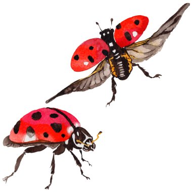 Egzotik uğur böceği vahşi böcek izole bir suluboya tarzında.