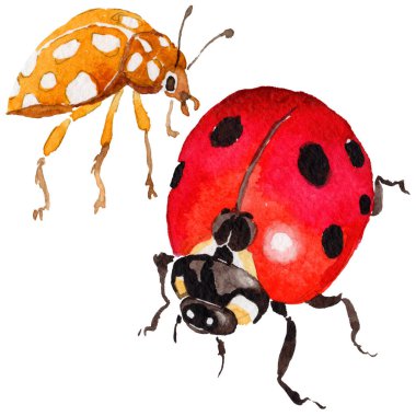 Egzotik uğur böceği vahşi böcek izole bir suluboya tarzında.