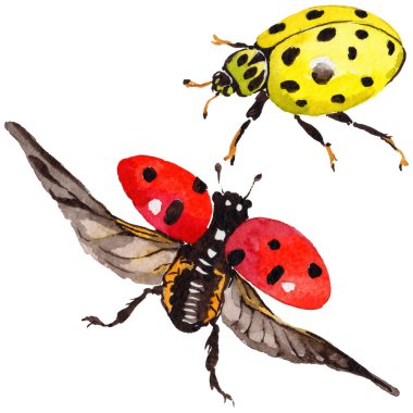 Egzotik uğur böceği vahşi böcek izole bir suluboya tarzında.