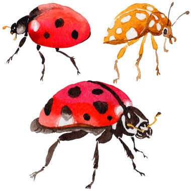 Egzotik uğur böceği vahşi böcek izole bir suluboya tarzında.