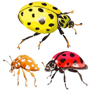 Egzotik uğur böceği vahşi böcek izole bir suluboya tarzında.