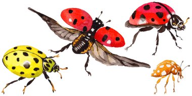 Egzotik uğur böceği vahşi böcek izole bir suluboya tarzında.