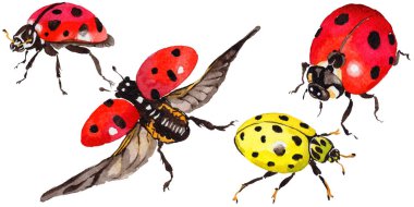 Egzotik uğur böceği vahşi böcek izole bir suluboya tarzında.