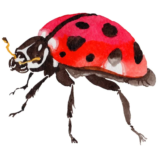 Exotic ladybug wild insect in a watercolor style isolated. — Stock Photo, Image