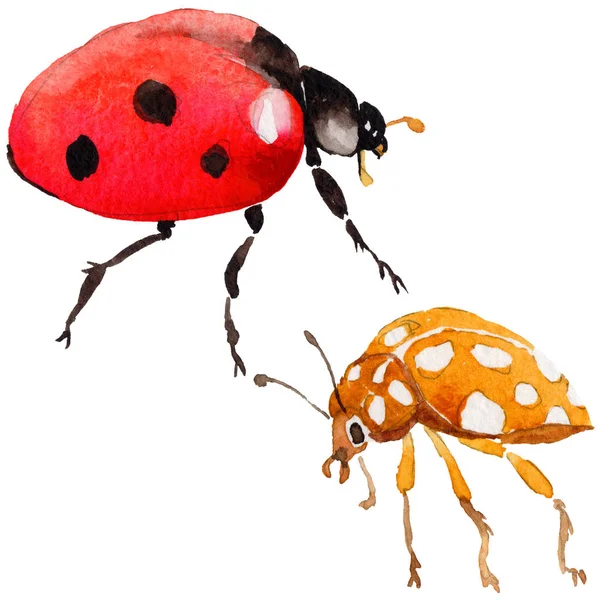 Egzotik uğur böceği vahşi böcek izole bir suluboya tarzında.