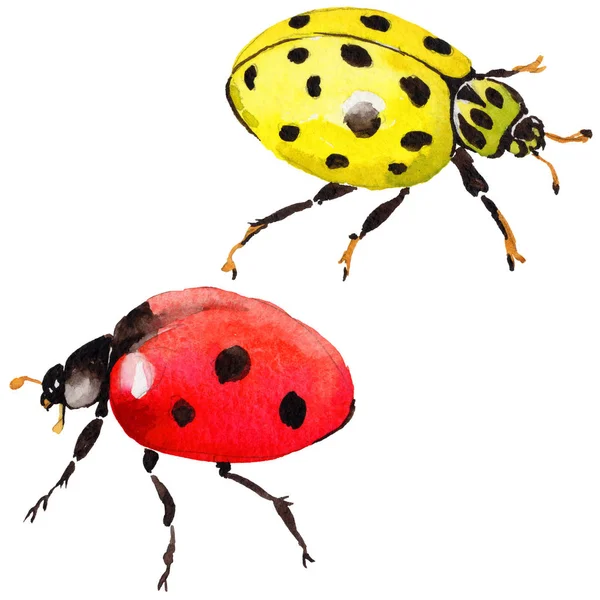 Coccinella esotica insetto selvatico in stile acquerello isolato . — Foto Stock