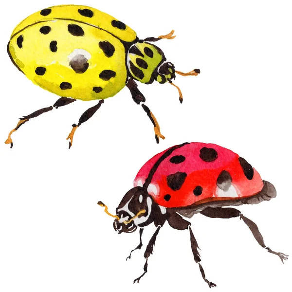 Egzotik uğur böceği vahşi böcek izole bir suluboya tarzında.