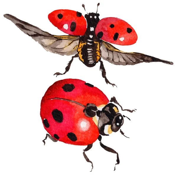 Exotische lieveheersbeestje wild insect in een aquarel stijl geïsoleerd. — Stockfoto