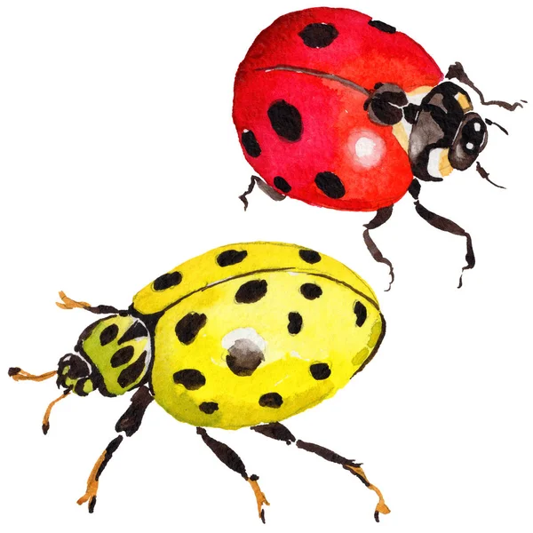 Egzotik uğur böceği vahşi böcek izole bir suluboya tarzında.