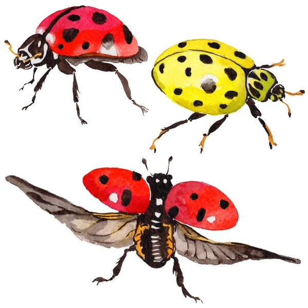 Exotické Beruška divoký hmyz ve stylu akvarelu, samostatný. — Stock fotografie