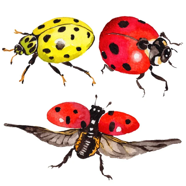 Exotické Beruška divoký hmyz ve stylu akvarelu, samostatný. — Stock fotografie
