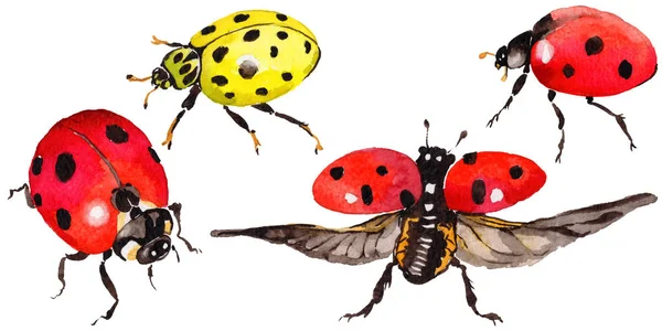 Egzotik uğur böceği vahşi böcek izole bir suluboya tarzında.