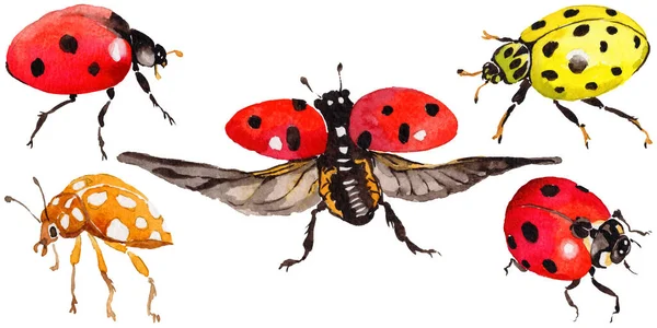 Egzotik uğur böceği vahşi böcek izole bir suluboya tarzında.