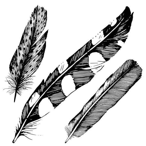 Vector bird feather from wing isolated. — Stock Vector