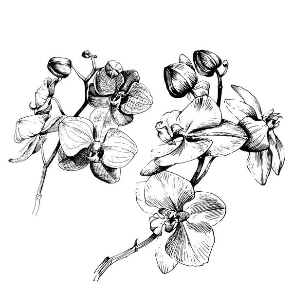 Flor silvestre flor de orquídea en un estilo vectorial aislado . — Vector de stock
