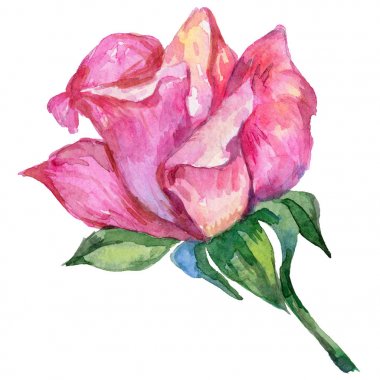 Kır çiçeği rosa çiçek izole bir suluboya tarzında.