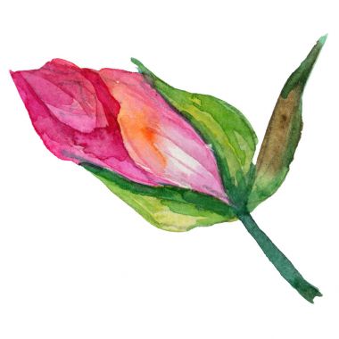 Kır çiçeği rosa çiçek izole bir suluboya tarzında.