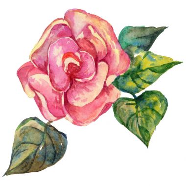 Kır çiçeği rosa çiçek izole bir suluboya tarzında.