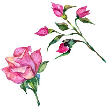 Kır çiçeği rosa çiçek izole bir suluboya tarzında.