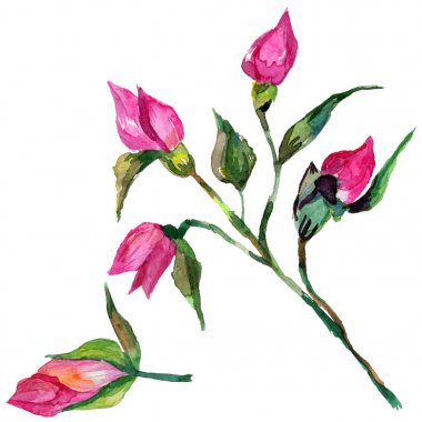 Kır çiçeği rosa çiçek izole bir suluboya tarzında.