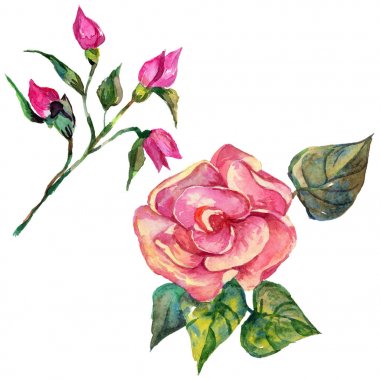 Kır çiçeği rosa çiçek izole bir suluboya tarzında.