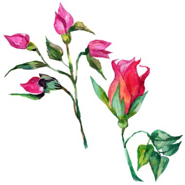 Kır çiçeği rosa çiçek izole bir suluboya tarzında.