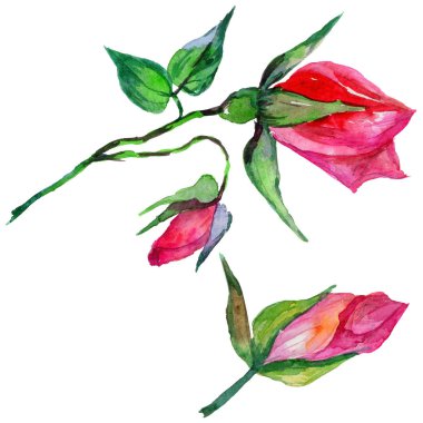 Kır çiçeği rosa çiçek izole bir suluboya tarzında.