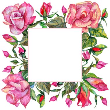 Kır çiçeği rosa çiçek çerçeve suluboya tarzında.