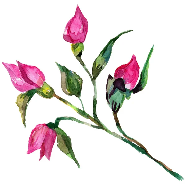 Kır çiçeği rosa çiçek izole bir suluboya tarzında.