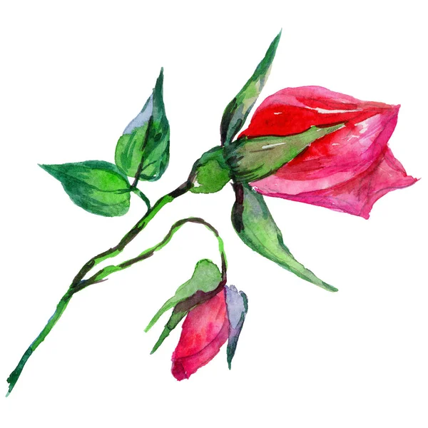 Kır çiçeği rosa çiçek izole bir suluboya tarzında.