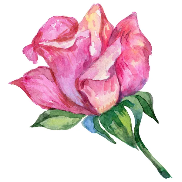 Wildflower rosa flower in a watercolor style isolated. — Stock Photo, Image