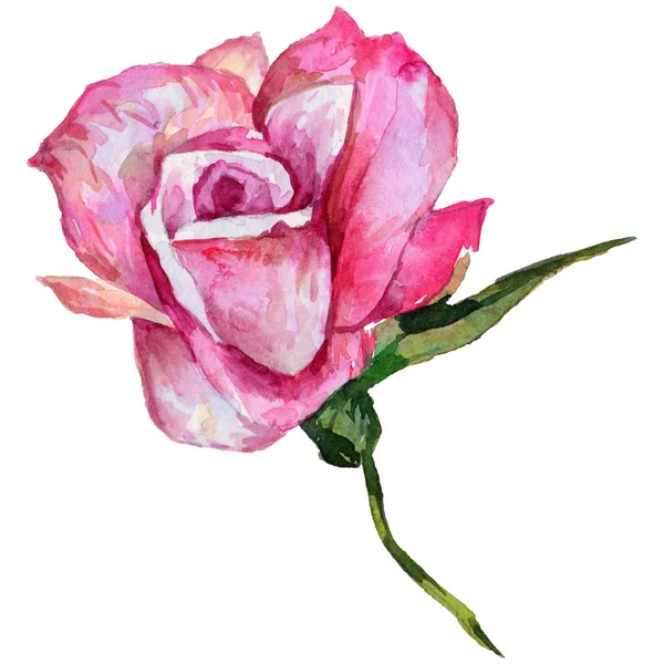 Wildflower rosa kwiat w stylu przypominającym akwarele na białym tle. — Zdjęcie stockowe